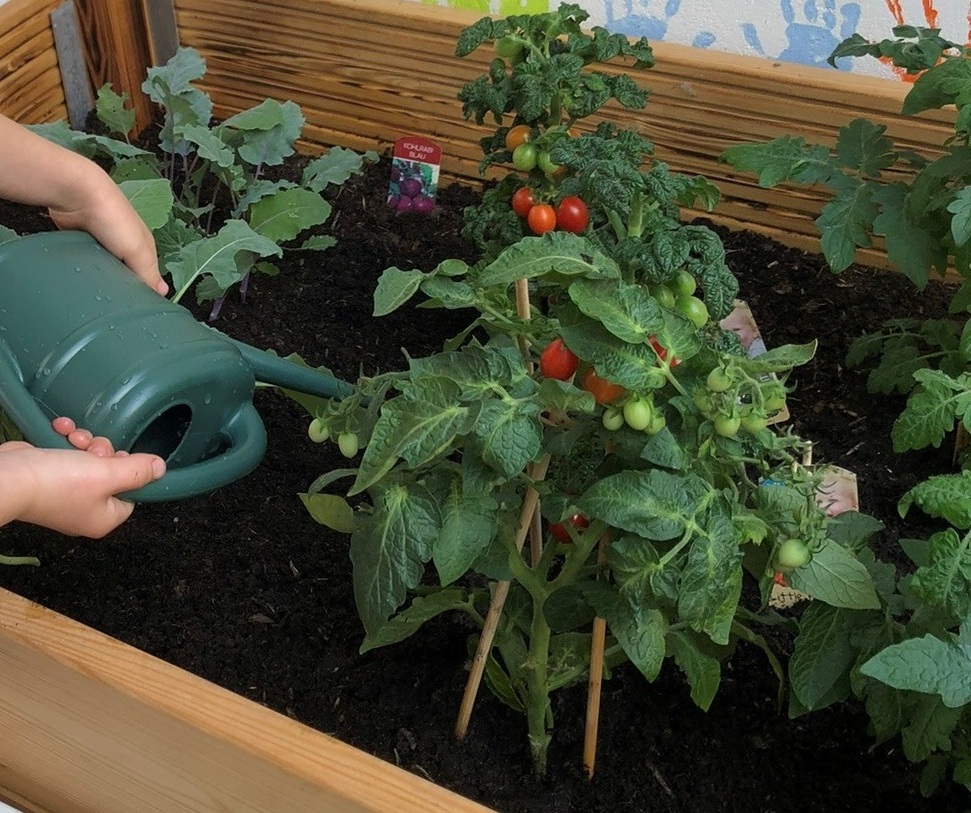 Tomatenstaude die gegossen wird